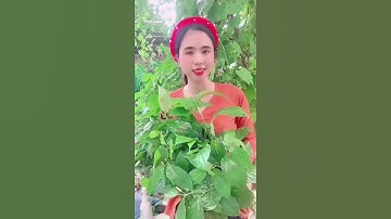 Mẹo trị đau nhức xương khớp bằng lá lốt mẹo dân gian chữa bệnh Việt Hà Bắc Sơn