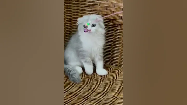 Video 1317401: fold cat kitten, highland fold kitten, fold cat cute, cat kitten cutecat