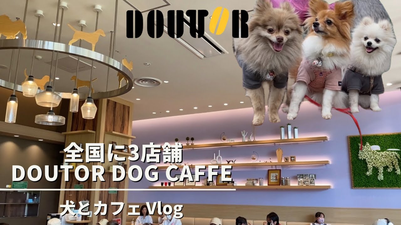 【DOUTOR DOG CAFFE】全国で3店舗 愛犬と行けるドトール|イオンモール幕張新都心店|犬とカフェVlog|ポメラニアン|パピヨン ...