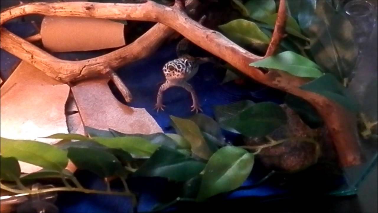 reptiles concept ReptileGuys summer contest OPEN!!