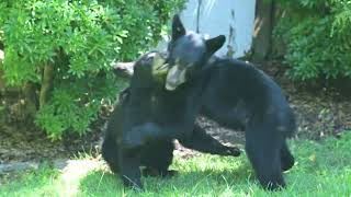 Epic Bear Cub Battle Part 2