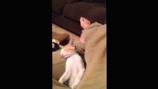 Cat Fighting Sleep