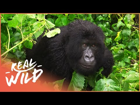 The Last Silverback Mountain Gorillas (Gorilla Documentary) | Gorilla Doctors | Real Wild