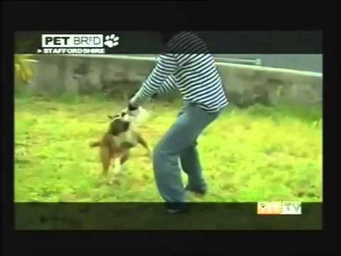 American Staffordshire Terrier (documentario completo italiano)
