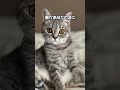 信じなくてもいいよ。 #cat #ねこのいる生活 #ねこのいる幸せ #ねこ好きさんと繋がりたい #ねこ大好き #猫動画 #子猫