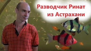 Астраханская аквариумистика. Ринат и его разводня