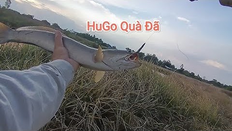 Lure gần nhà và cái kết /Long Hựu Tây/ Cần Đước /Long An/@sanlocmientay62 #13