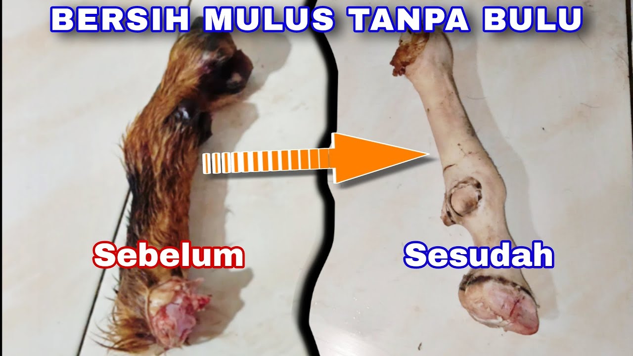 CARA MUDAH DAN CEPAT MEMBERSIHKAN KULIT SAPI DAN KAKI KAMBING Tanpa dibakar