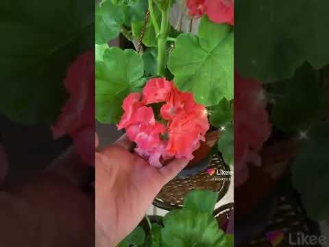 Coral Glow пеларгония.Цветение