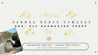 Old Norwegian Sheep: Hand Spinners Breed & Fiber Study