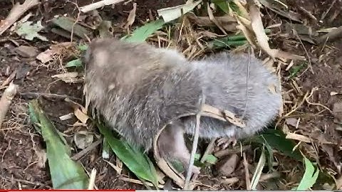 (Tập 24) 3ae đi thăm bẫy ngày cuối cùng trong năm |Rừng núi Bắc Kạn