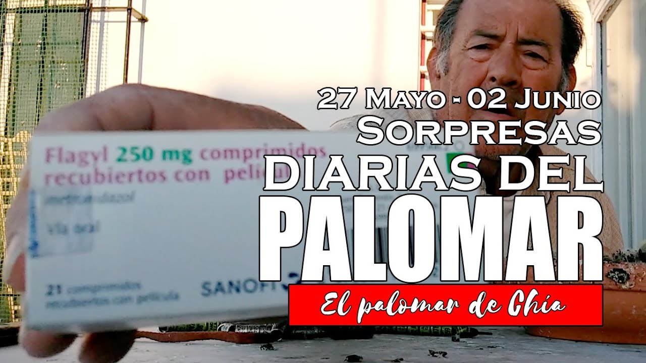¡SORPRESAS Diarias en el PALOMAR! CRÍAS, VUELO y Mucho Más 🐦🚀 #palomos #colillanos #Criadordepalomos