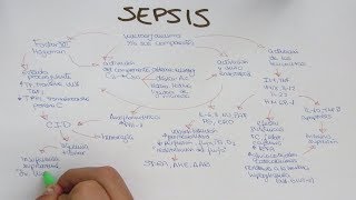 SEPSIS Fisiopatología