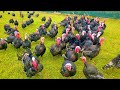 Turkeys gobbling  funny turkey gobbles