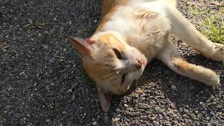 野良猫「何だこれ？気持ちいいニャ。友達紹介するからついてきて」