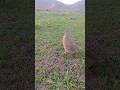 Desi Teetar Pure Hunting Voice | Clear Village Sound #teetarvoice #villagelife #realsound #birdsound