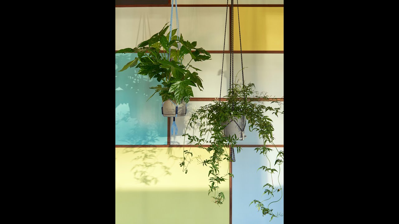 olivenbaum ähnliche pflanze Olea Europaea Cultivo verzweigt – 210cm main image 1