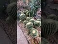 Are the Domes even real? 🌵