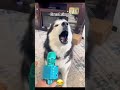 Crazy boyyyyy 🤡 #animals #cat #dog #funny #pets
