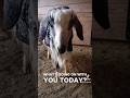 Visiting my clients farms always makes for a fun day!#farming #goat #animals #groomer #animallovers