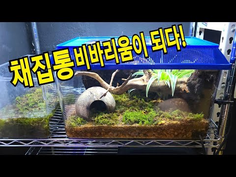 흙수저 <strong>비바리움</strong> 제작기 feat.채집통