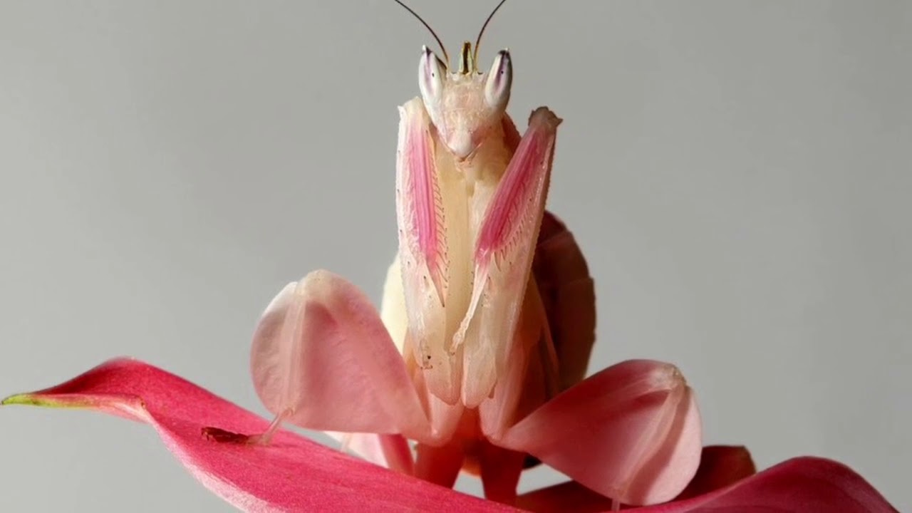 Цветок богомол. Богомол Hymenopus coronatus. Малазийский орхидейный богомол. Розовый орхидейный богомол. Орхидея Мантис.