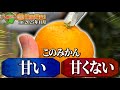 【愛媛大学】甘いみかんは場所で分かる！？実際に糖度を測って研究してみた！【研究・農業土木】