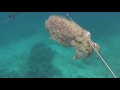 Indonesia Spearfishing Paradise , Java Bali Gili - Lombok Spearfishing  raw trip #1 cuttle fish