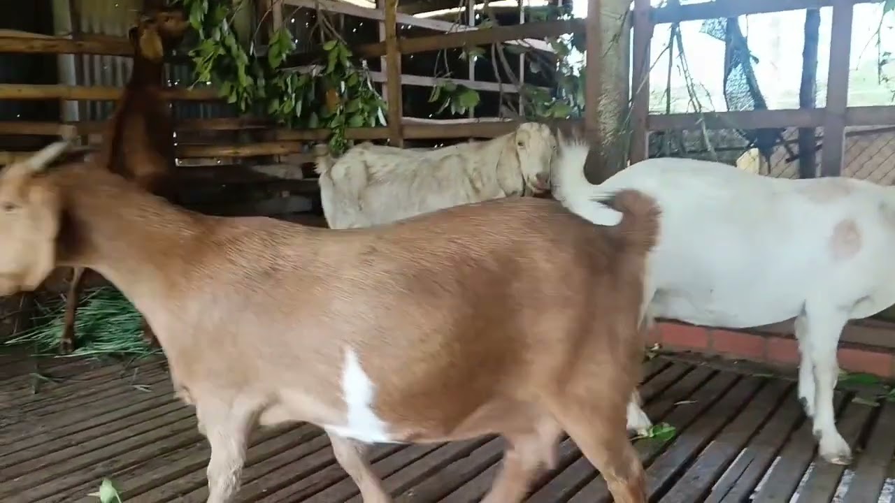 Cách điều trị dê bị viêm da nổi cục hiệu quả.🌹😍