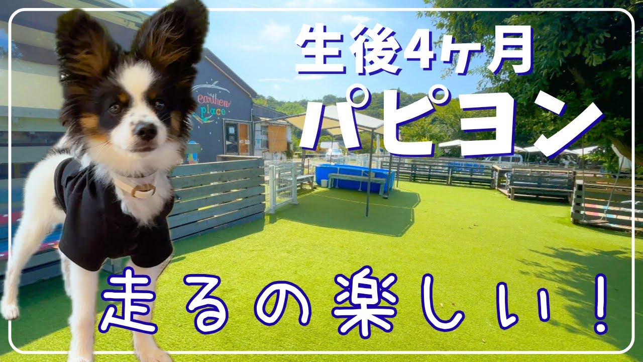 生後4ヶ月パピヨン、初めてのドッグランチャレンジ！｜横須賀の素敵カフェ、アーセンプレイス子安の里さんにお邪魔させていただきました！
