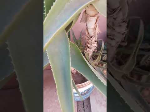 صلوا على النبي لا اله الا الله صلاة بدر المشاري اقتباسات اكسبلور   