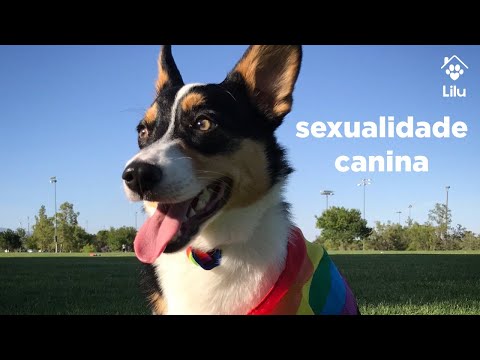 Vídeo: Meu Animal De Estimação é Gay?