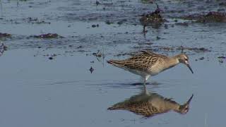 BRUSHANE  Ruff  (Philomachus pugnax)  Klipp  2618