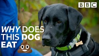 Help! My dog's addicted to poo: Nightmare Pets SOS  BBC