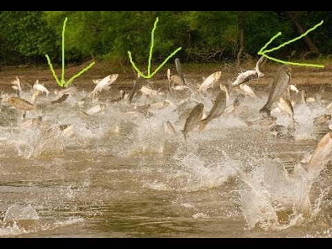 ОГРОМНЫЙ ТОЛСТОЛОБ АТАКУЕТ ОФИГЕТЬ/ловля толстолоба, рыбалка,ловля толстолоба краснодар