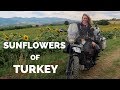 [S1 - Eps. 111] SUNFLOWERS OF TURKEY