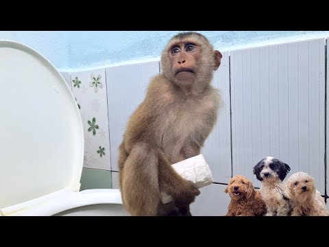 Monkey Baby Smart Knows How To Go To The Toilet, Funny Dogs
