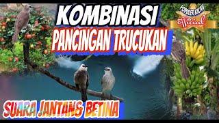 Download Mp3 masteran terapi || kombinasi suara trucukan betina & jantan Gudang lagu Download Mp3 masteran terapi || kombinasi suara trucukan betina & jantan