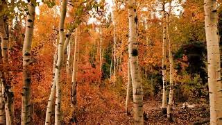 Frederic Francois Chopin：Etude No3 in E major Op10-3【NCSM-Classic】Free Download