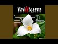 Trillium Feat Sara