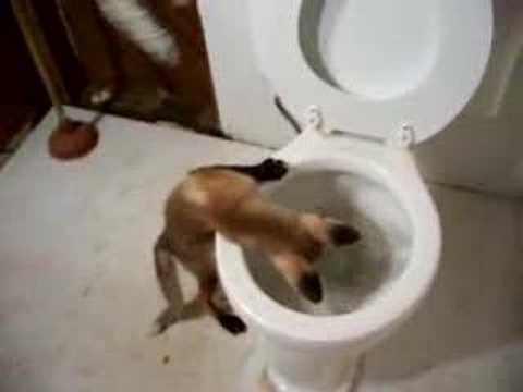 Pet red fox 'Ron' investigates this thing called a toilet...