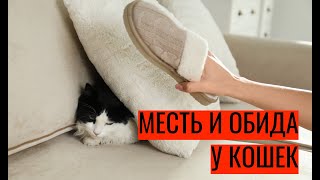 Способны ли кошки на месть и обиду?