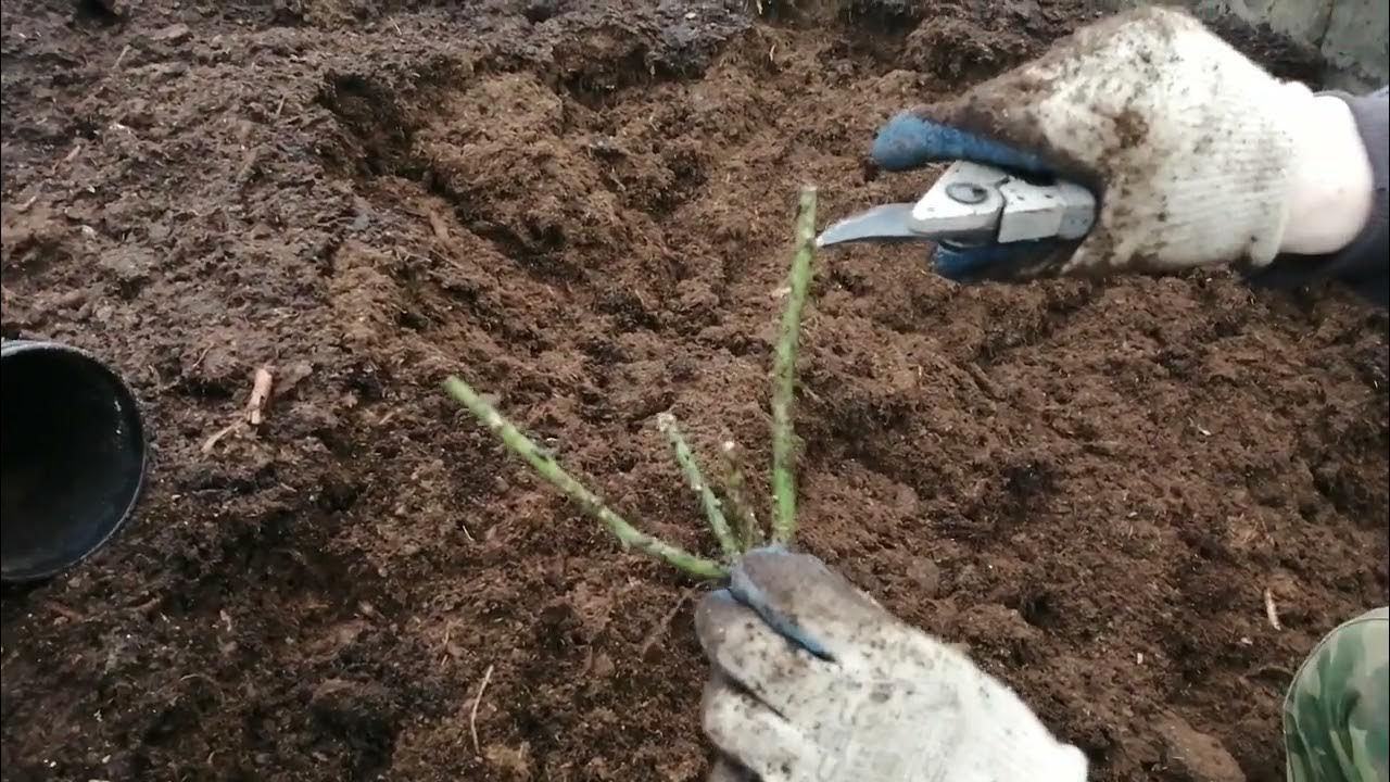 Как посадить розы видео. Как посадить розы видео