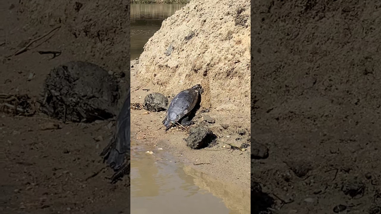 Shell Shocked Turtle
