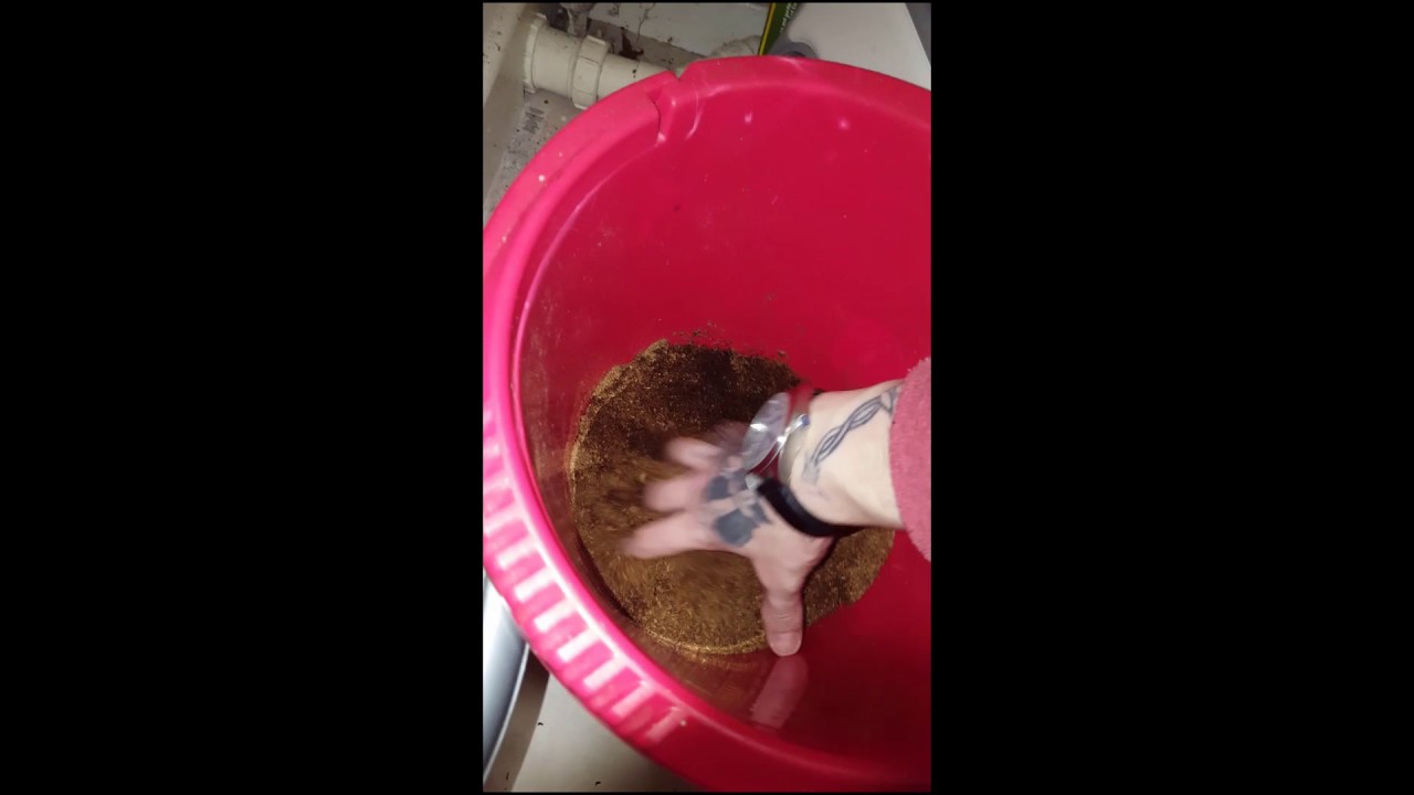 camera iphone 8 plus apk New Addition Poecilotheria Striata (Mysore Ornamental)