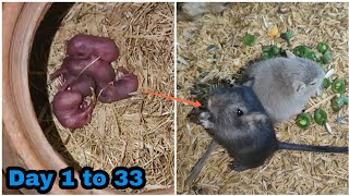Gerbils baby 1 month growth update | unbelievable | தமிழ்