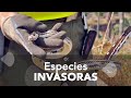 Especies invasoras