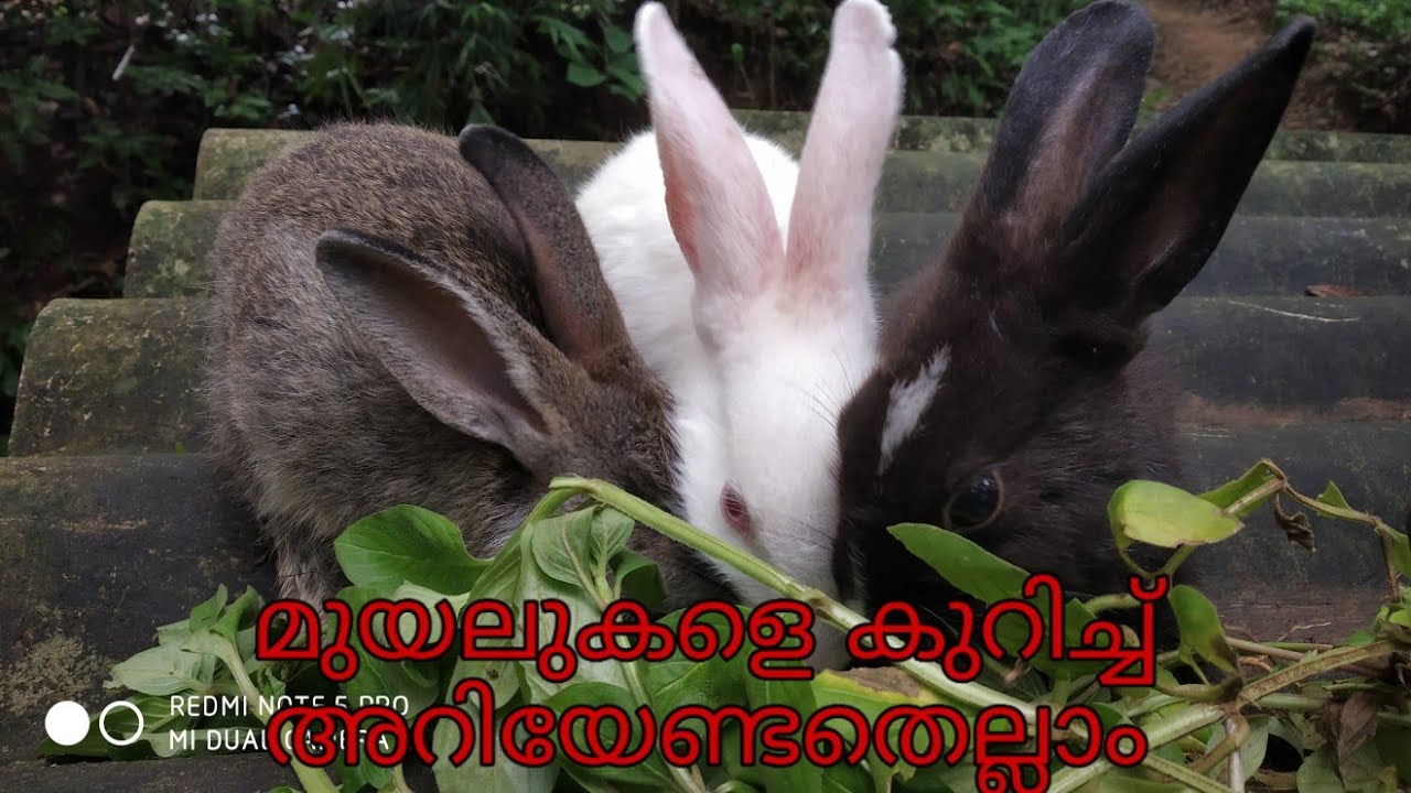 മുയലുകളെ കുറിച്ച് അറിയേണ്ടതെല്ലാം /Life cycle of domestic rabbits - YouTube