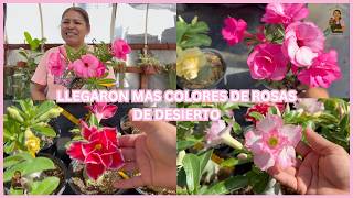 LLEGARON MAS COLORES DE ROSAS DE DESIERTO