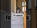 Fat funny animals |😂| funny #short